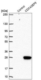 Western blot analysis in control (vector only transfected HEK293T lysate) and CDC42EP5 over-expression lysate (Co-expressed with a C-terminal myc-DDK tag (~3.1 kDa) in mammalian HEK293T cells, LY408054).