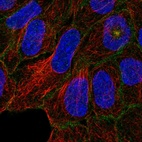 Immunofluorescent staining of human cell line RT4 shows localization to microtubule organizing center & cell junctions.