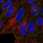 Immunofluorescent staining of human cell line RT4 shows localization to microtubule organizing center & cell junctions.