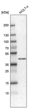 Anti-HPF1 Antibody