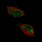 Immunofluorescent staining of human cell line U-251 shows localization to nucleoli, nucleoplasm and cytosol.