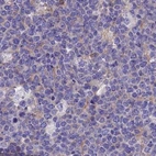 Immunohistochemical staining of human lymph node using Anti-LZTFL1 antibody HPA043466.