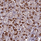 Anti-PLAC9 Antibody
