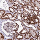 Anti-WDR55 Antibody