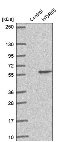 Anti-WDR55 Antibody