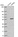 Anti-WDR55 Antibody