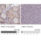 Anti-FKBPL Antibody