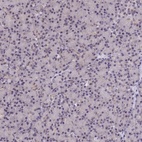 Anti-FKBPL Antibody