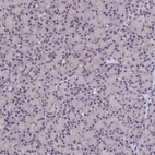 Immunohistochemical staining of human pancreas shows low expression as expected.