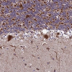 Anti-MRPS18B Antibody