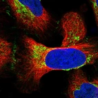 Immunofluorescent staining of human cell line U-2 OS shows localization to mitochondria & cell junctions.