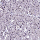 Immunohistochemical staining of human pancreas shows weak nuclear positivity in exocrine glandular cells.
