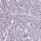 Immunohistochemical staining of human pancreas shows weak nuclear positivity in exocrine glandular cells.
