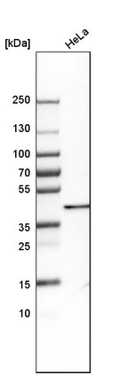 Western blot analysis in human cell line HeLa.