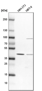 Western blot analysis in mouse cell line NIH-3T3 and rat cell line NBT-II.