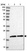 Anti-MRPS25 Antibody