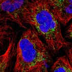 Immunofluorescent staining of human cell line U-2 OS shows localization to mitochondria.