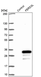 Western blot analysis in control (vector only transfected HEK293T lysate) and FERD3L over-expression lysate (Co-expressed with a C-terminal myc-DDK tag (~3.1 kDa) in mammalian HEK293T cells, LY407260).