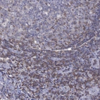 Immunohistochemical staining of human tonsil tissues shows moderate cytoplasmic positivity in non-germinal center cells.