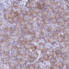 Anti-FBXW4 Antibody