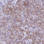 Immunohistochemical staining of human pancreas shows moderate cytoplasmic positivity in exocrine glandular cells.