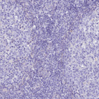 Anti-FBXW4 Antibody