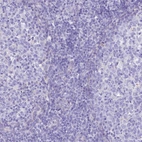 Immunohistochemical staining of human lymphoid tissues shows no positivity in non-germinal center cells as expected.