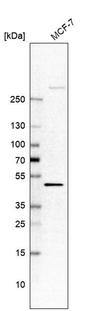 Western blot analysis in human cell line MCF-7.