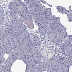 Immunohistochemical staining of human pancreas shows no nuclear positivity in exocrine glandular cells and cells in islets of Langerhans.
