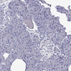 Immunohistochemical staining of human pancreas shows no nuclear positivity in exocrine glandular cells and cells in islets of Langerhans.