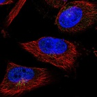 Anti-FBXW4 Antibody