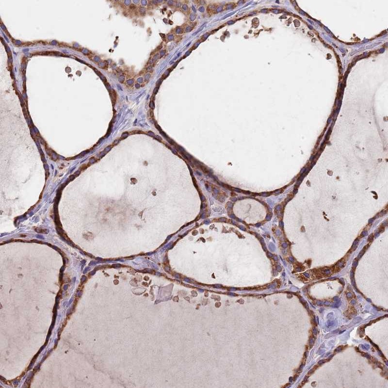 Anti-DCUN1D3 Antibody