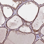Anti-DCUN1D3 Antibody