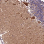 Anti-RAPGEF3 Antibody