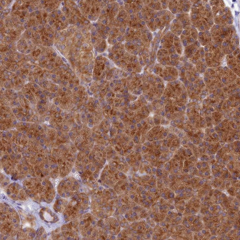 Anti-HOOK2 Antibody
