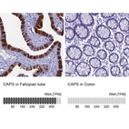 Anti-CAPS Antibody