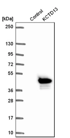 Western blot analysis in control (vector only transfected HEK293T lysate) and KCTD13 over-expression lysate (Co-expressed with a C-terminal myc-DDK tag (~3.1 kDa) in mammalian HEK293T cells, LY405827).