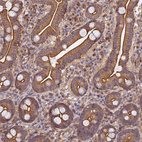 Immunohistochemical staining of human duodenum shows strong cytoplasmic positivity in glandular cells.