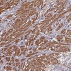 Anti-CCDC154 Antibody