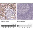 Anti-FAHD1 Antibody