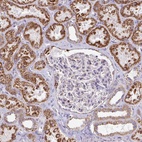 Immunohistochemical staining of human kidney shows high expression.