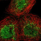 Immunofluorescent staining of human cell line A-431 shows localization to nucleoplasm & mitochondria.