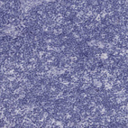 Anti-SULT2B1 Antibody