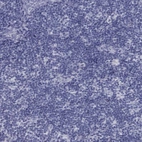 Immunohistochemical staining of human lymph node shows no positivity in non-germinal center cells as expected.