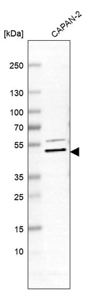 Western blot analysis in human cell line CAPAN-2.