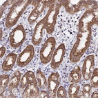 Anti-LENG1 Antibody