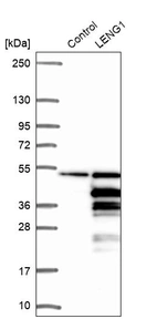 Western blot analysis in control (vector only transfected HEK293T lysate) and LENG1 over-expression lysate (Co-expressed with a C-terminal myc-DDK tag (~3.1 kDa) in mammalian HEK293T cells, LY411314).