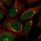 Immunofluorescent staining of human cell line HEK 293 shows localization to nucleoplasm & the Golgi apparatus.