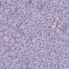 Immunohistochemical staining of human pancreas shows low expression as expected.