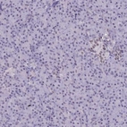 Immunohistochemical staining of human pancreas shows low expression as expected.
